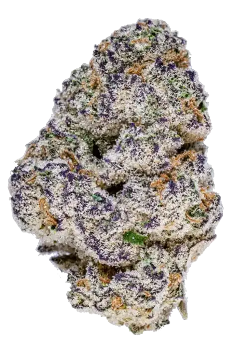 In House Genetics - Slurricane (fem.) In House Genetics - Slurricane (fem.)