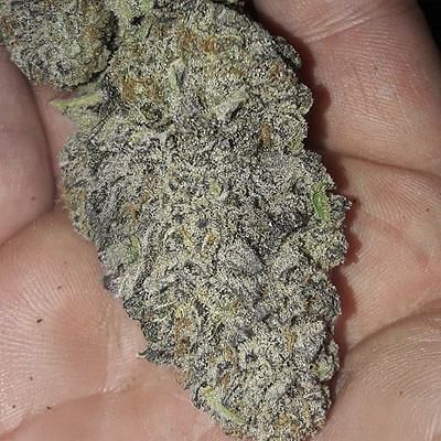 In House Genetics - Zurple Punch BX (fem.) 10391