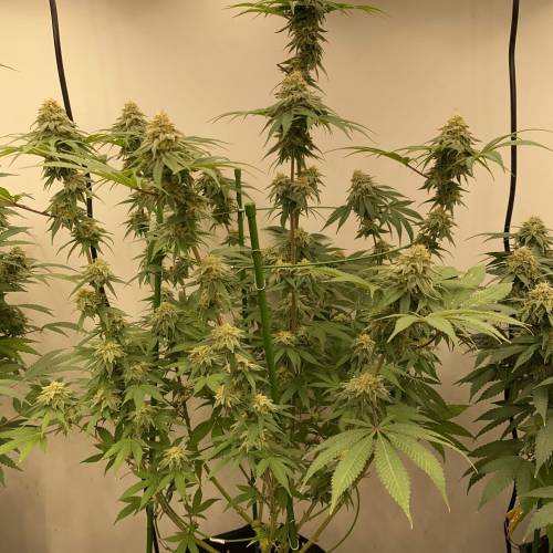 In House Genetics - Zurple Punch BX (fem.) In House Genetics - Zurple Punch BX (fem.)