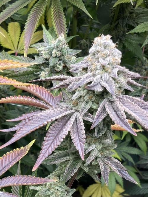 In House Genetics - Zurple Punch BX (fem.) In House Genetics - Zurple Punch BX (fem.)