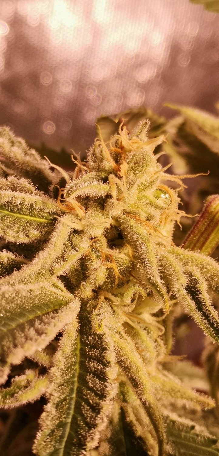 In House Genetics - Sugar Cane (fem.) In House Genetics - Sugar Cane (fem.)