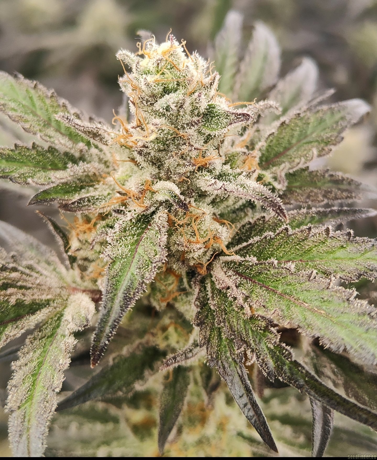 In House Genetics - Sugar Cane (fem.) In House Genetics - Sugar Cane (fem.)