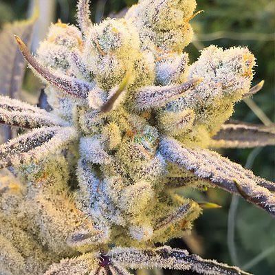 In House Genetics - Sugar Cane (fem.) 10392