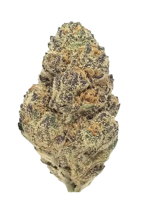 In House Genetics - Sugar Cane (fem.) In House Genetics - Sugar Cane (fem.)