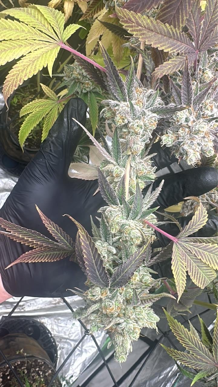 In House Genetics - Sugar Cane (fem.) In House Genetics - Sugar Cane (fem.)