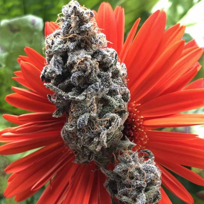 In House Genetics - Slurricane IX (fem.)