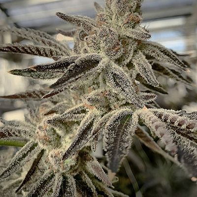 In House Genetics - Slurricane IX (fem.) 10393