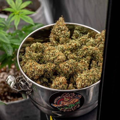 In House Genetics - Slurricane IX (fem.)