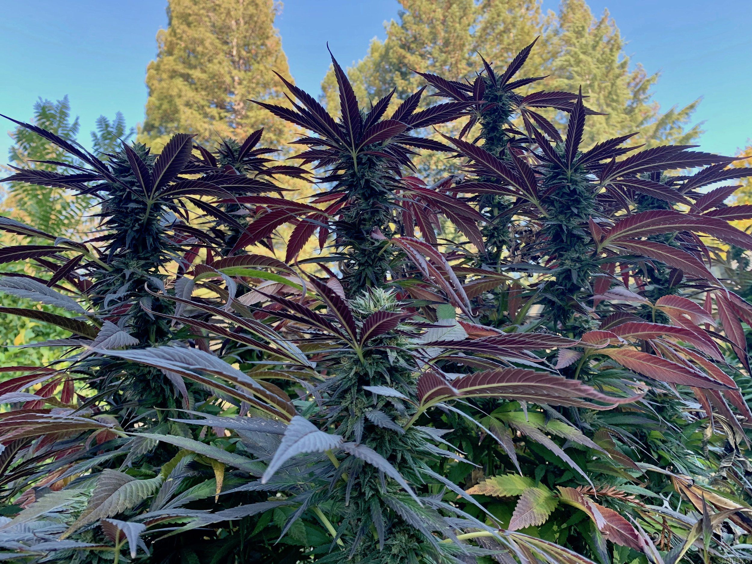 In House Genetics - Slurricane IX (fem.)