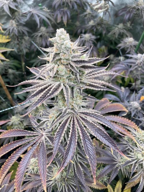 In House Genetics - Platinumz (fem.) In House Genetics - Platinumz (fem.)