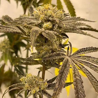 In House Genetics - Platinumz (fem.) 10394