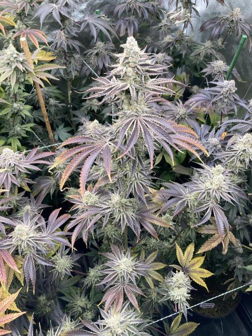 In House Genetics - Platinumz (fem.) In House Genetics - Platinumz (fem.)