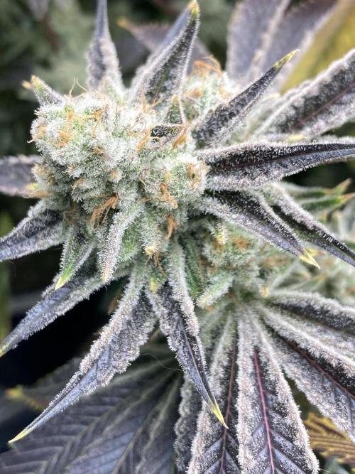 In House Genetics - Platinumz (fem.) In House Genetics - Platinumz (fem.)