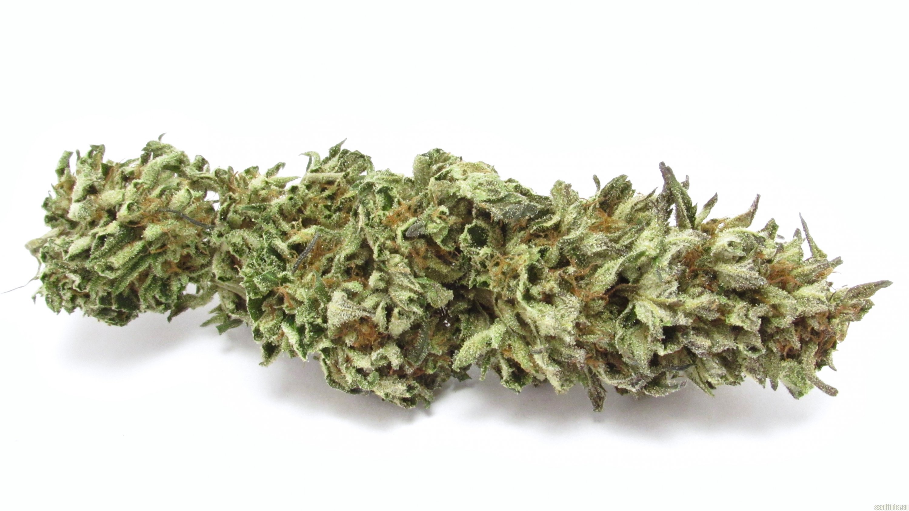 In House Genetics - Slurricane IX (fem.)