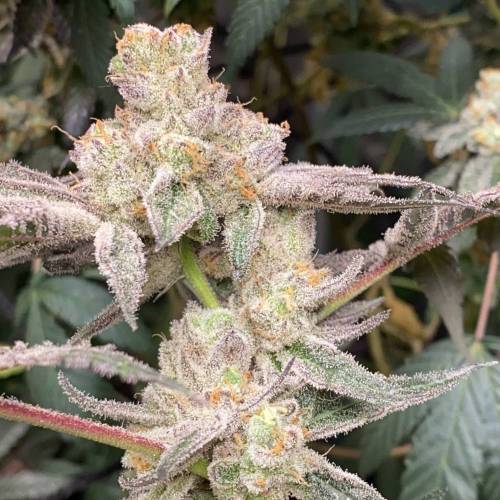 In House Genetics - Platinum Kush Breath (fem.) In House Genetics - Platinum Kush Breath (fem.)