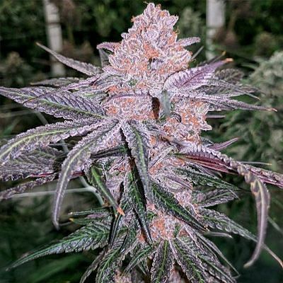 In House Genetics - Jellysickle (fem.) 10396