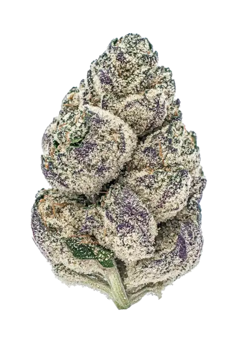 In House Genetics - Platinum Kush Breath (fem.) In House Genetics - Platinum Kush Breath (fem.)