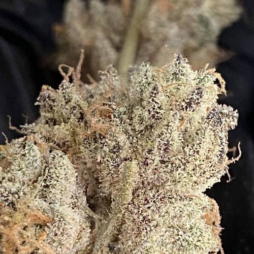 In House Genetics - Platinum Kush Breath (fem.) In House Genetics - Platinum Kush Breath (fem.)