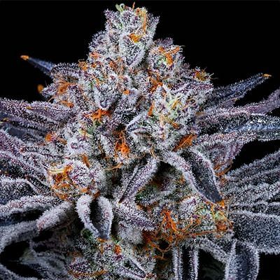 In House Genetics - Platinum Kush Breath (fem.) In House Genetics - Platinum Kush Breath (fem.)