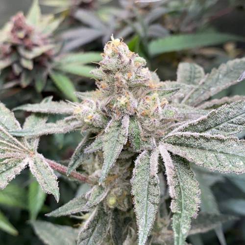 In House Genetics - Platinum Kush Breath (fem.) In House Genetics - Platinum Kush Breath (fem.)