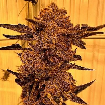 In House Genetics - Black Cherry Flambe (fem.) 10397
