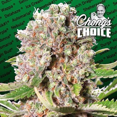 Paradise Seeds - Mendocino Skunk (fem.) 05106