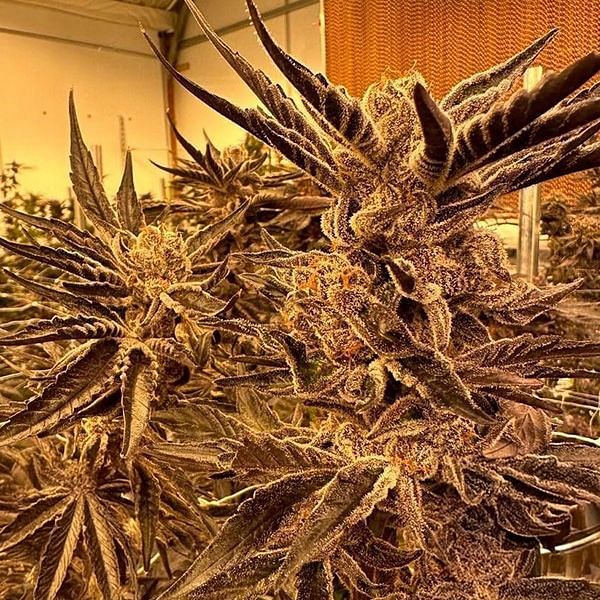 In House Genetics - Black Cherry Flambe (fem.) In House Genetics - Black Cherry Flambe (fem.)