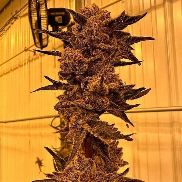 In House Genetics - Black Cherry Flambe (fem.) In House Genetics - Black Cherry Flambe (fem.)