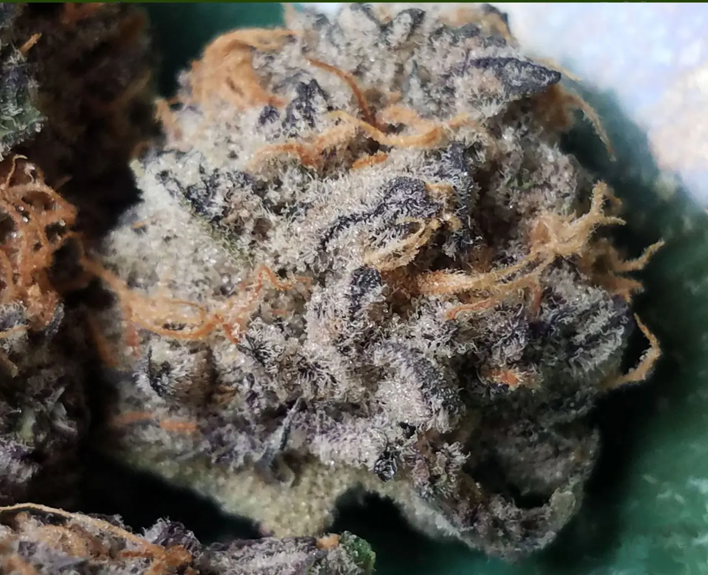 In House Genetics - Dolato S1 (fem.) In House Genetics - Dolato S1 (fem.)