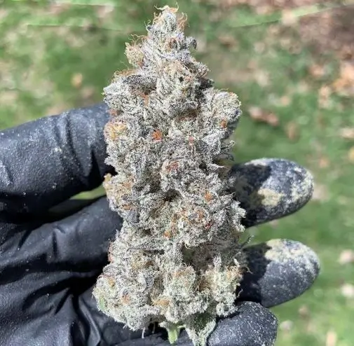 In House Genetics - Garlic Storm (fem.) In House Genetics - Garlic Storm (fem.)