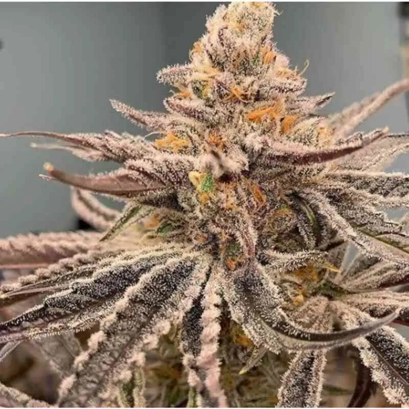 In House Genetics - Garlic Storm (fem.) In House Genetics - Garlic Storm (fem.)