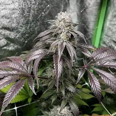 In House Genetics - Garlic Storm (fem.) 10399