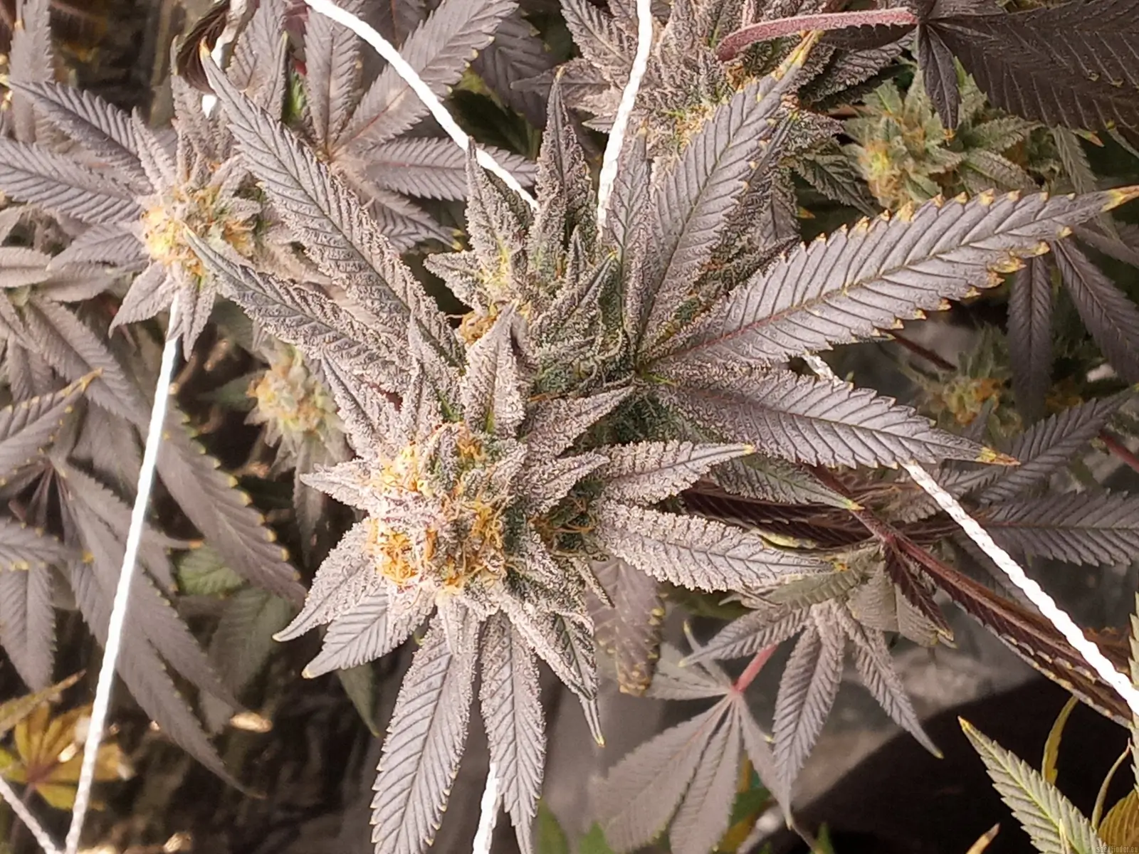 In House Genetics - Slurricane #7 S1 (fem.) In House Genetics - Slurricane #7 S1 (fem.)