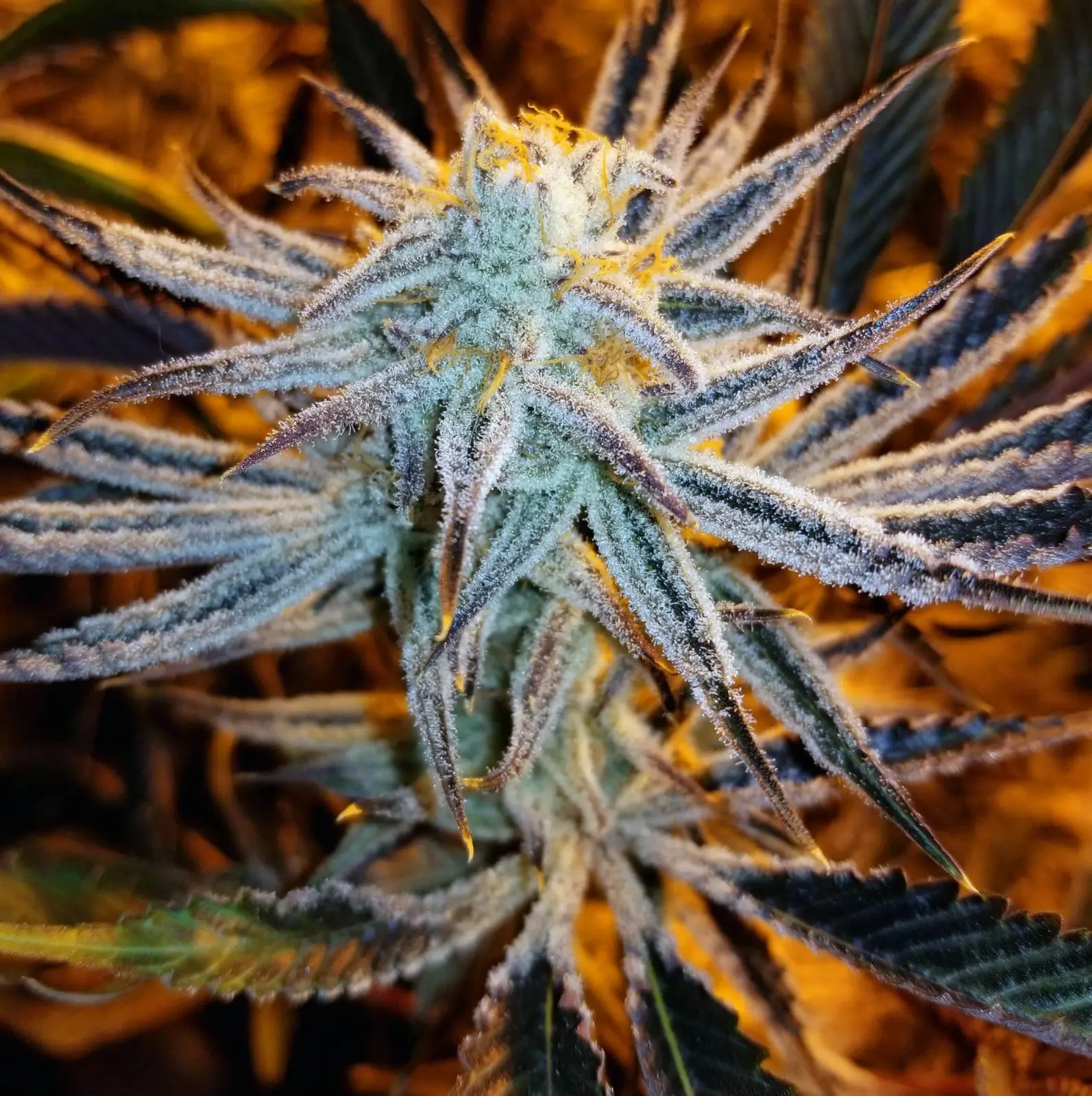 In House Genetics - Slurricane #7 S1 (fem.) In House Genetics - Slurricane #7 S1 (fem.)