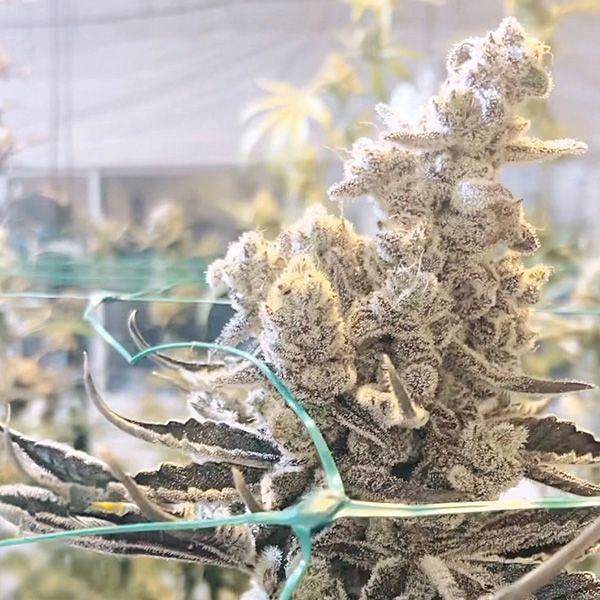 In House Genetics - Masterpiece (fem.) In House Genetics - Masterpiece (fem.)