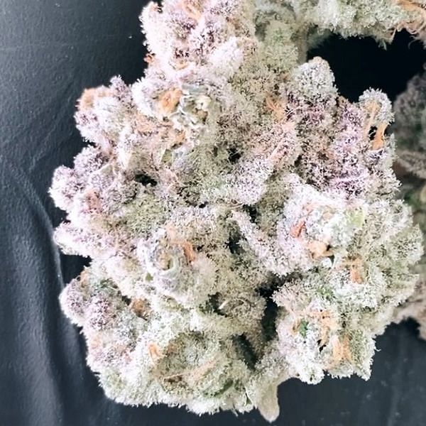 In House Genetics - Masterpiece (fem.) In House Genetics - Masterpiece (fem.)