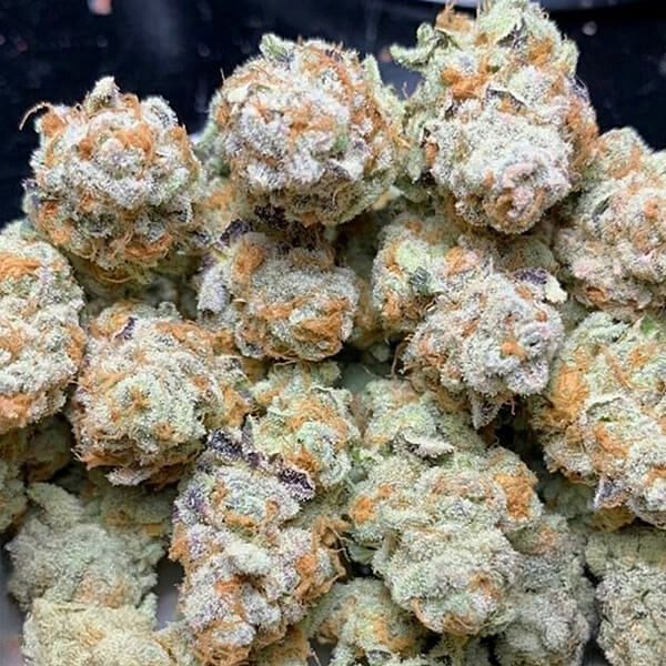 In House Genetics - Slurricane #7 S1 (fem.) In House Genetics - Slurricane #7 S1 (fem.)