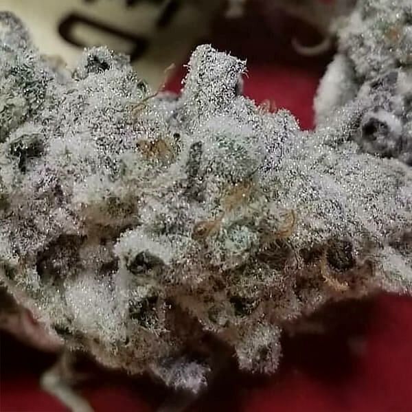 In House Genetics - Slurricane #7 S1 (fem.) In House Genetics - Slurricane #7 S1 (fem.)