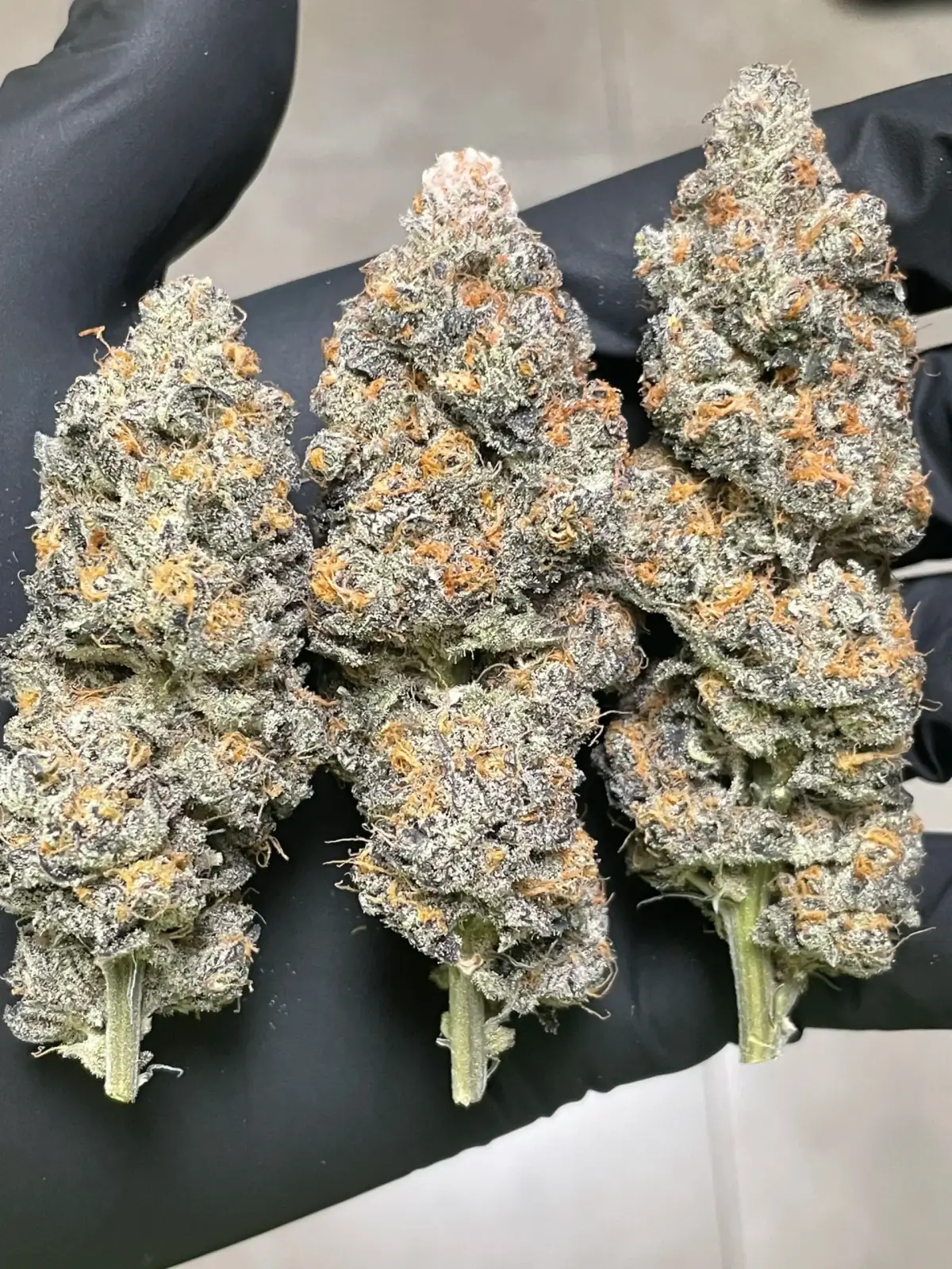 In House Genetics - Slurricane #7 S1 (fem.) In House Genetics - Slurricane #7 S1 (fem.)