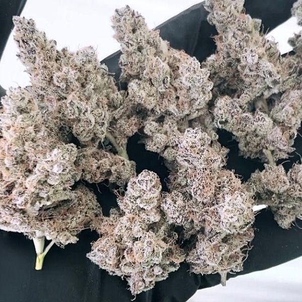 In House Genetics - Masterpiece (fem.) In House Genetics - Masterpiece (fem.)