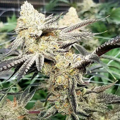 In House Genetics - Platinum Scout V2 (fem.) 10403
