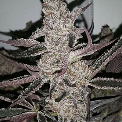 In House Genetics - Crystal Cookies V2 (fem.) 10404