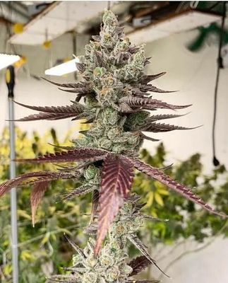 In House Genetics - Bluenana (fem.) 10405