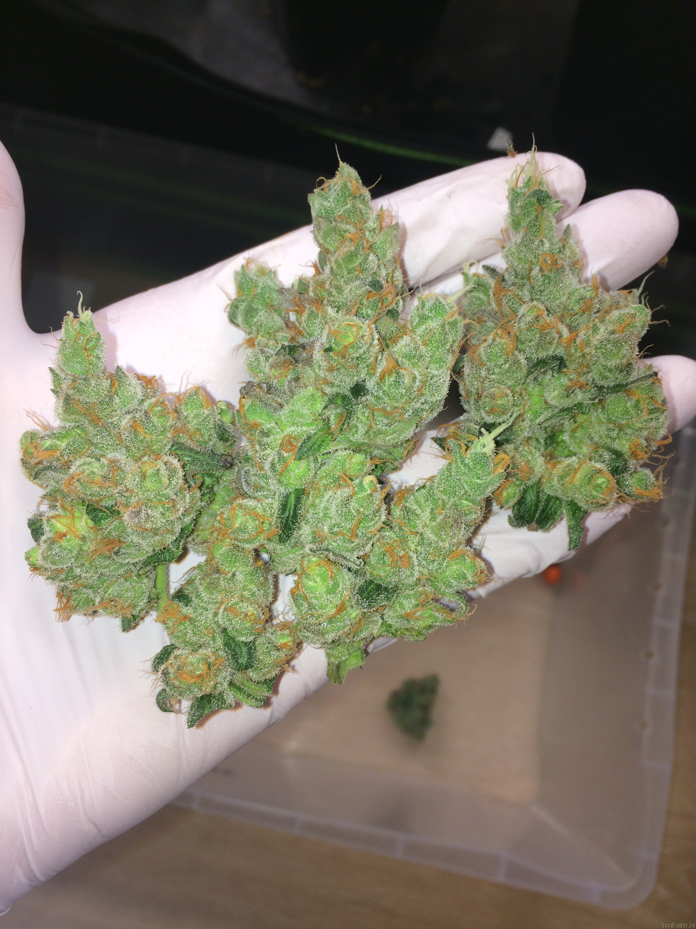 In House Genetics - Bluenana (fem.) In House Genetics - Bluenana (fem.)