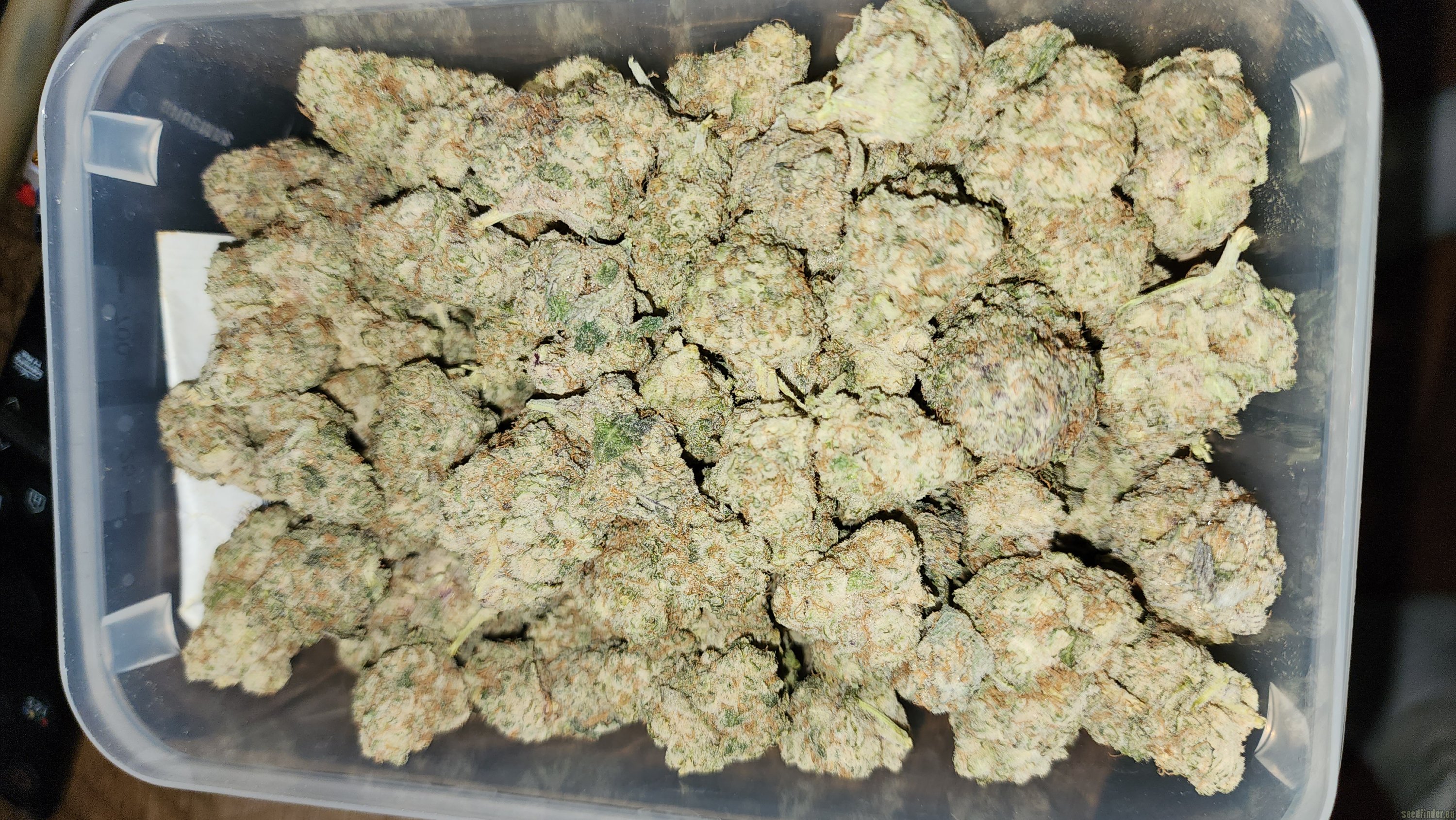 In House Genetics - Bluenana (fem.) In House Genetics - Bluenana (fem.)