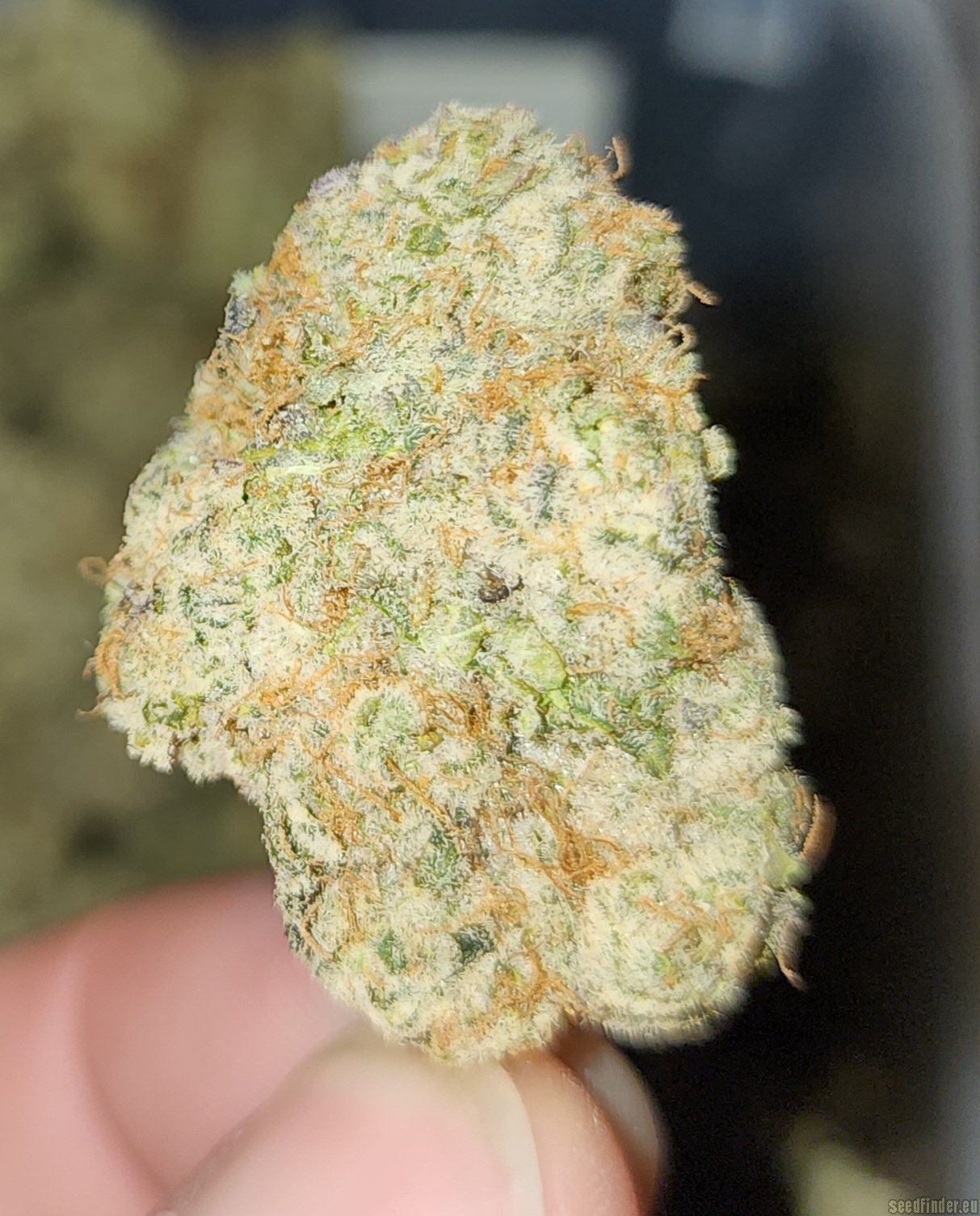 In House Genetics - Bluenana (fem.) In House Genetics - Bluenana (fem.)