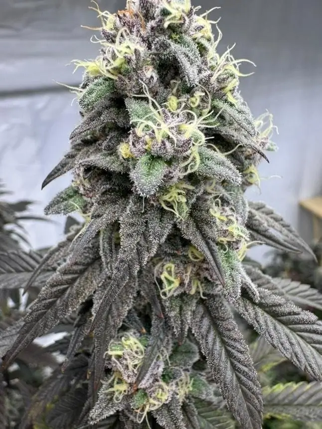 In House Genetics - Bananacane (fem.) In House Genetics - Bananacane (fem.)