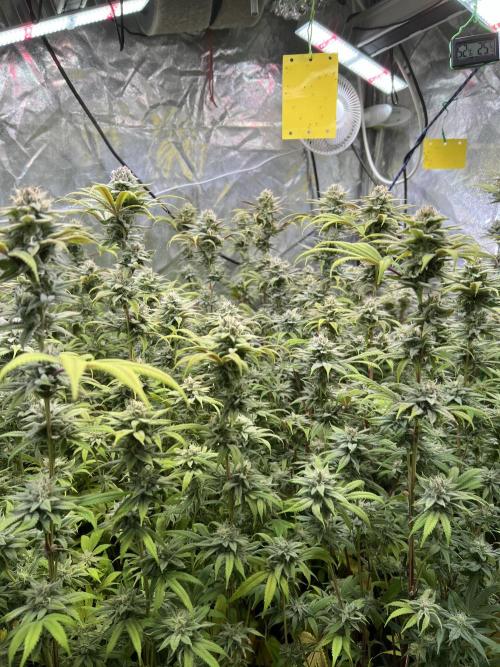 In House Genetics - Bananacane (fem.) In House Genetics - Bananacane (fem.)