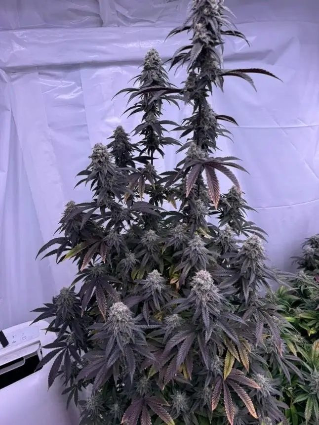 In House Genetics - Bananacane (fem.) In House Genetics - Bananacane (fem.)