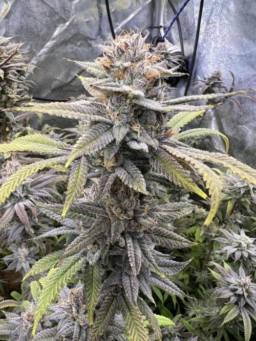 In House Genetics - Bananacane (fem.) In House Genetics - Bananacane (fem.)